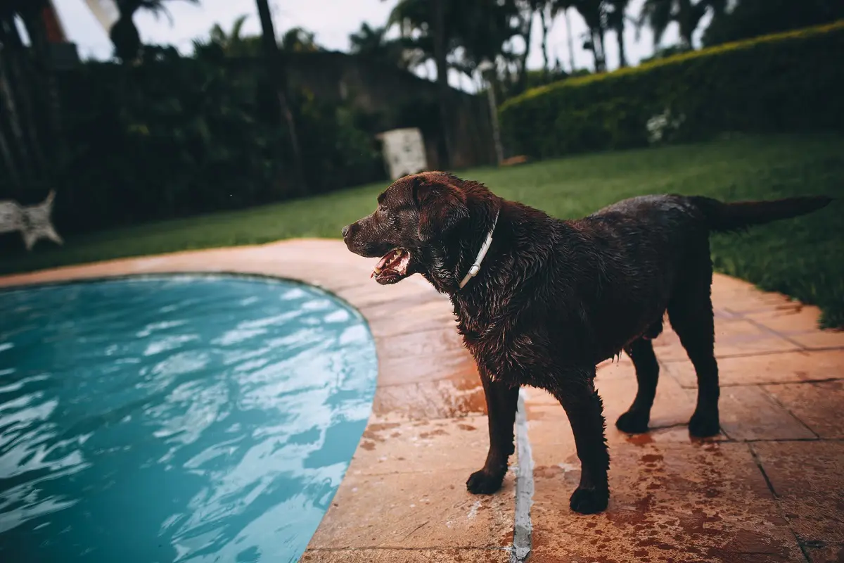 cachorro na beira da piscina