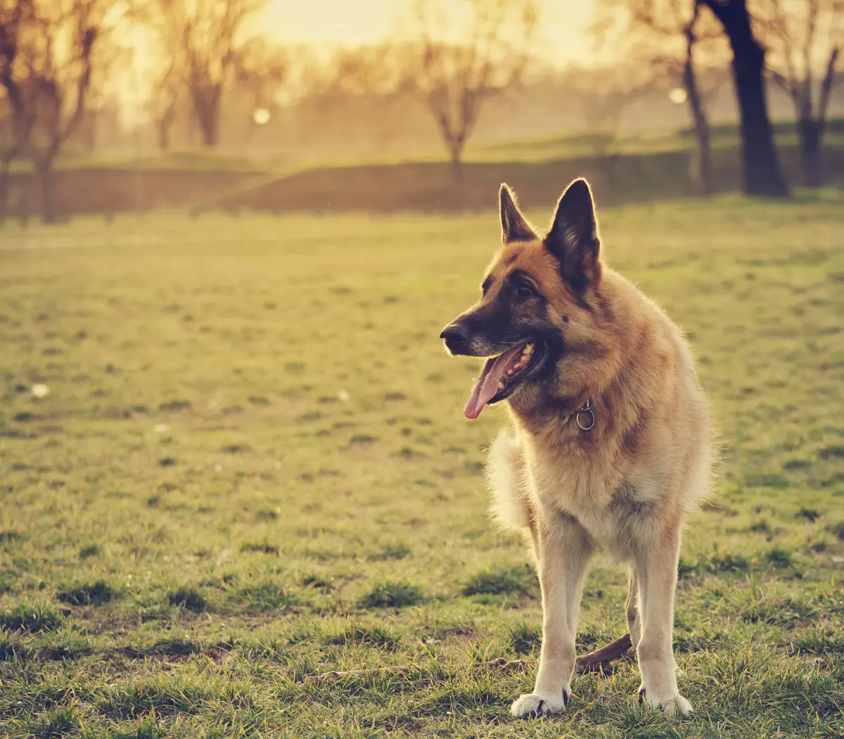 cão da raça pastor alemão