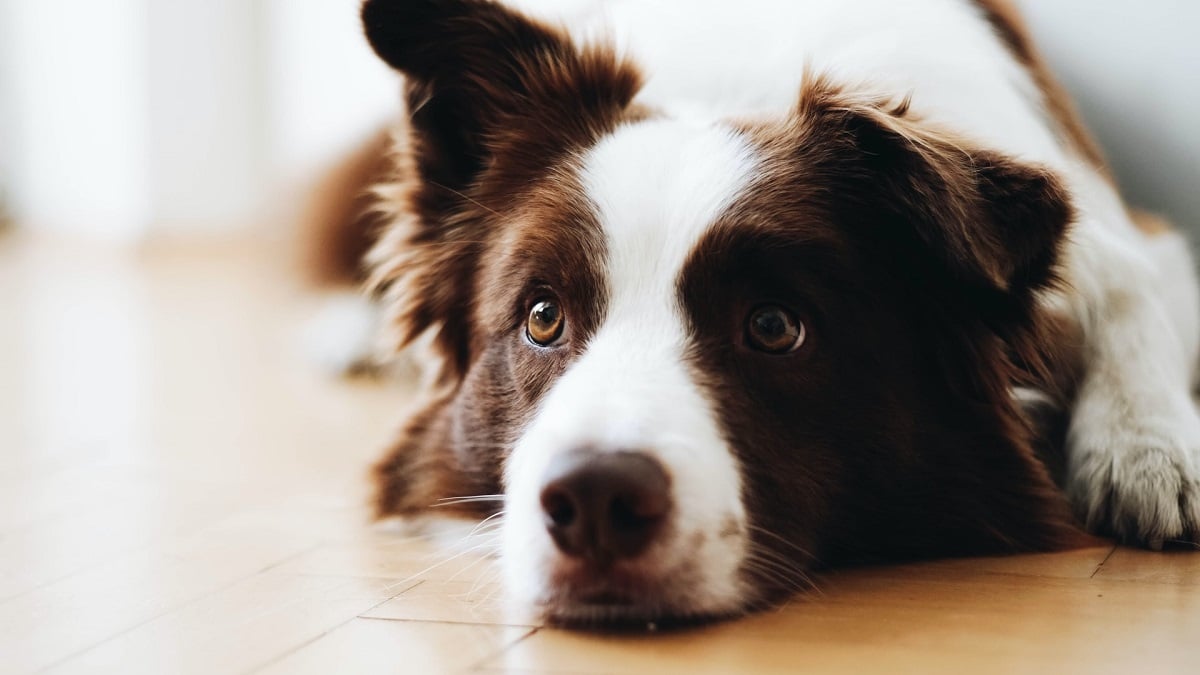 cão da raça border collie