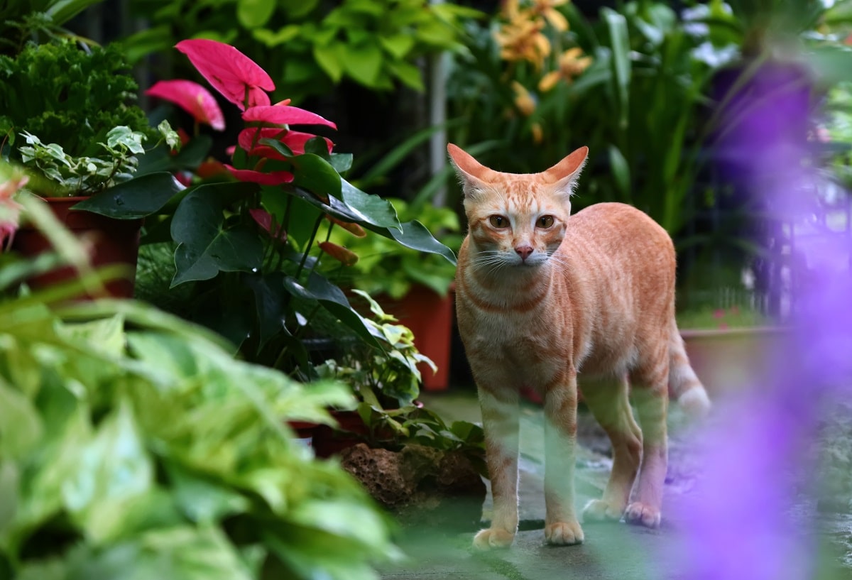 Gato em jardim com plantas