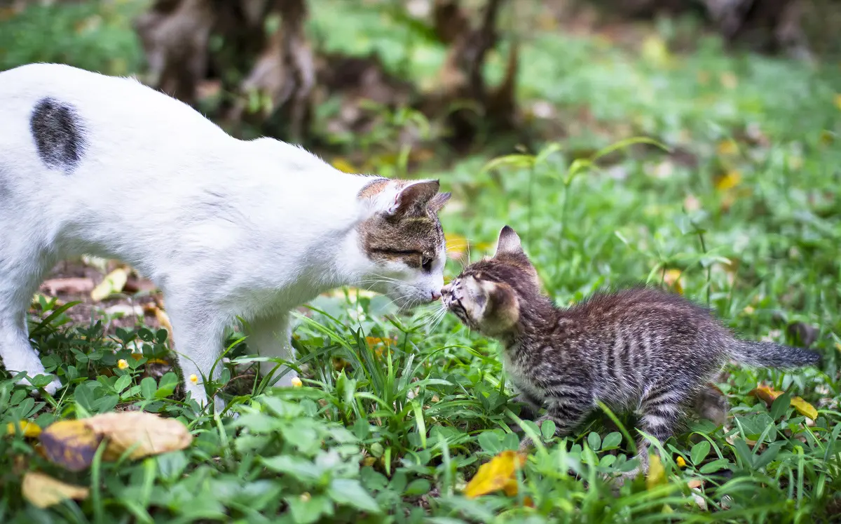 dois gatos em adaptação