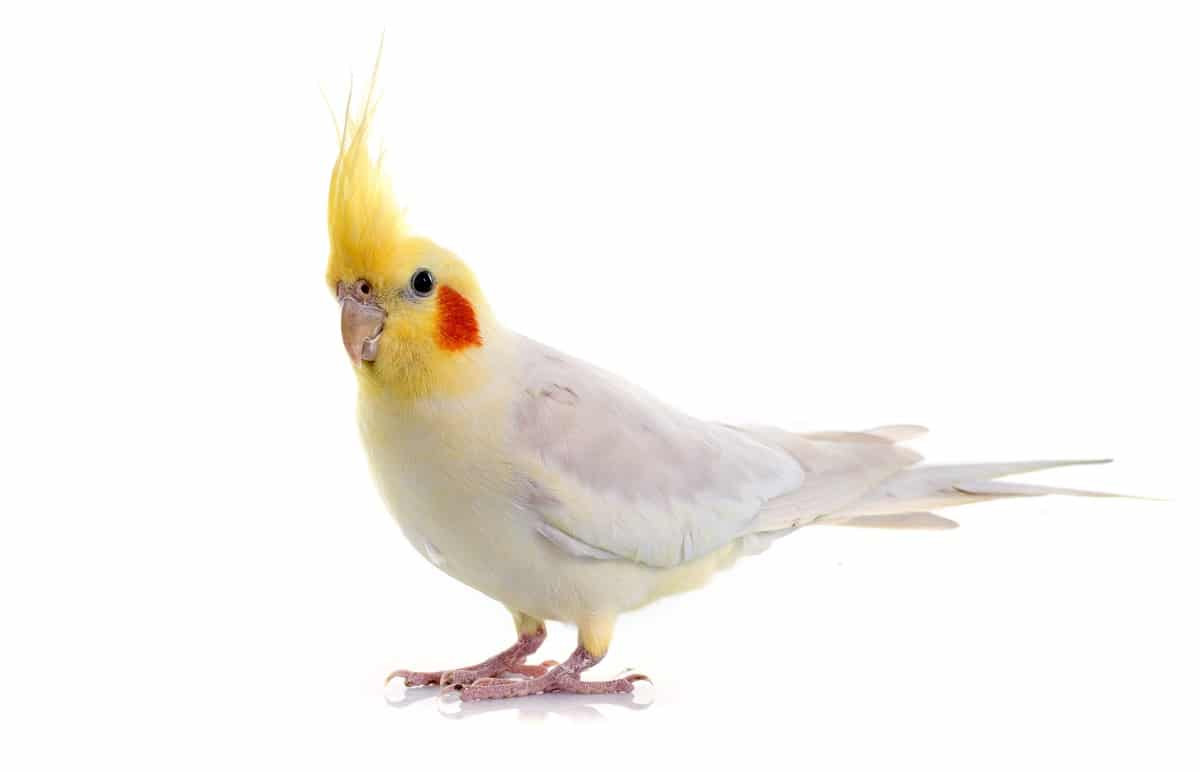 calopsita em fundo branco