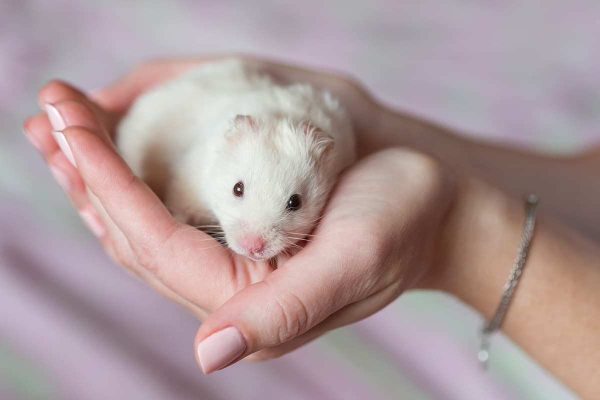 hamster na mão com frio