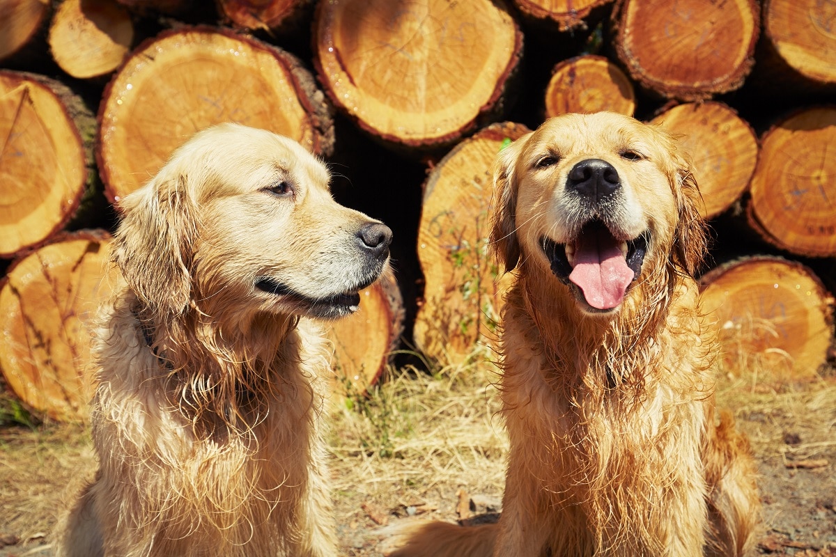 dois cães da raça Golden Retriever