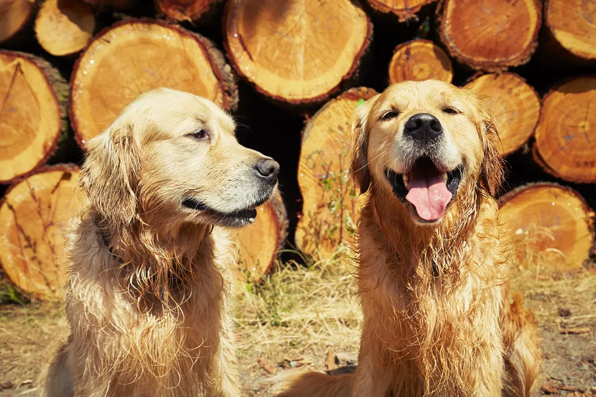 dois cães da raça Golden Retriever