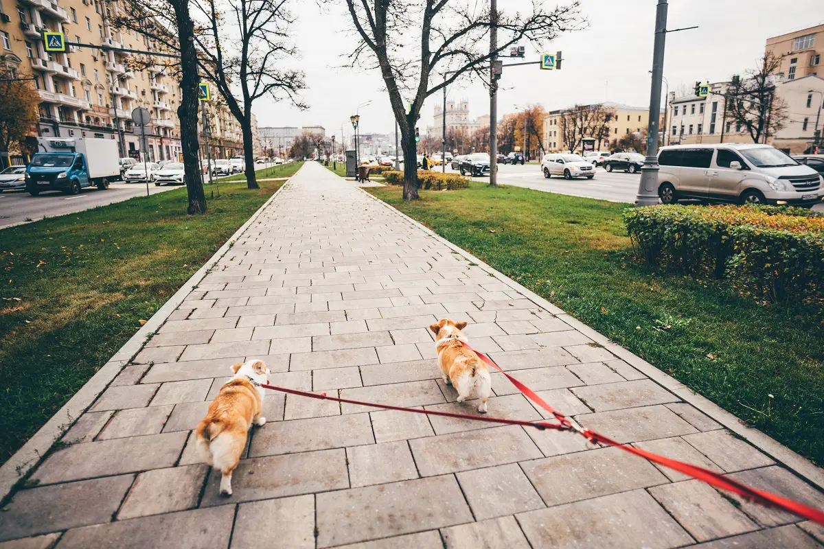 Dois cães a passeio