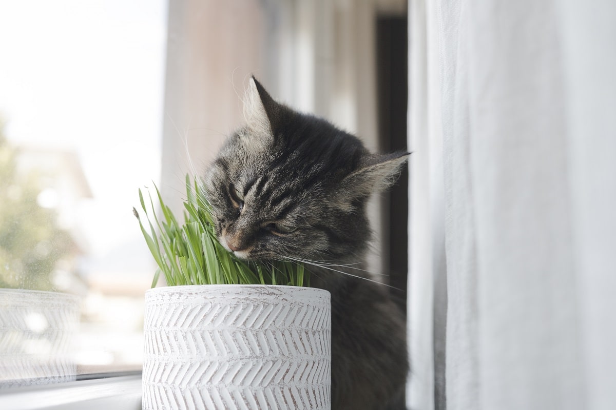 gato comendo catnip