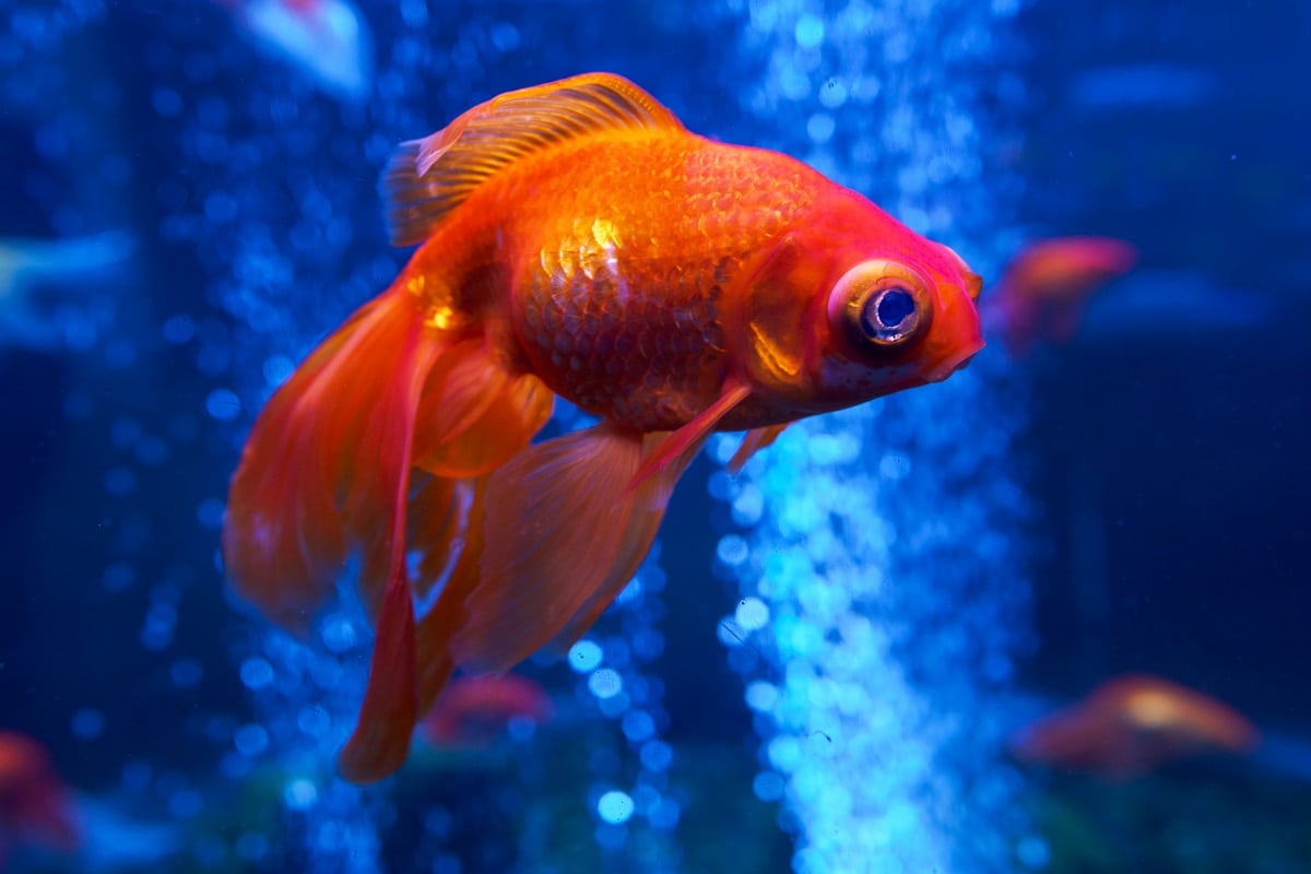 peixe dourado em aquário