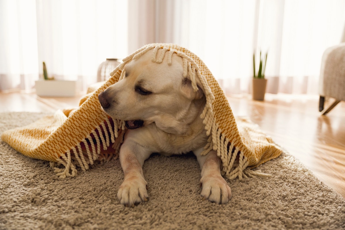 cachorro com frio no inverno