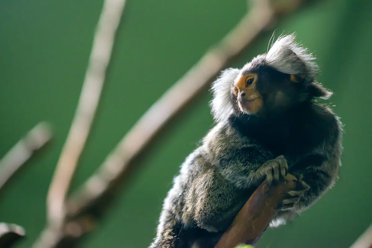 sagui pertence aos animais de estimação exóticos