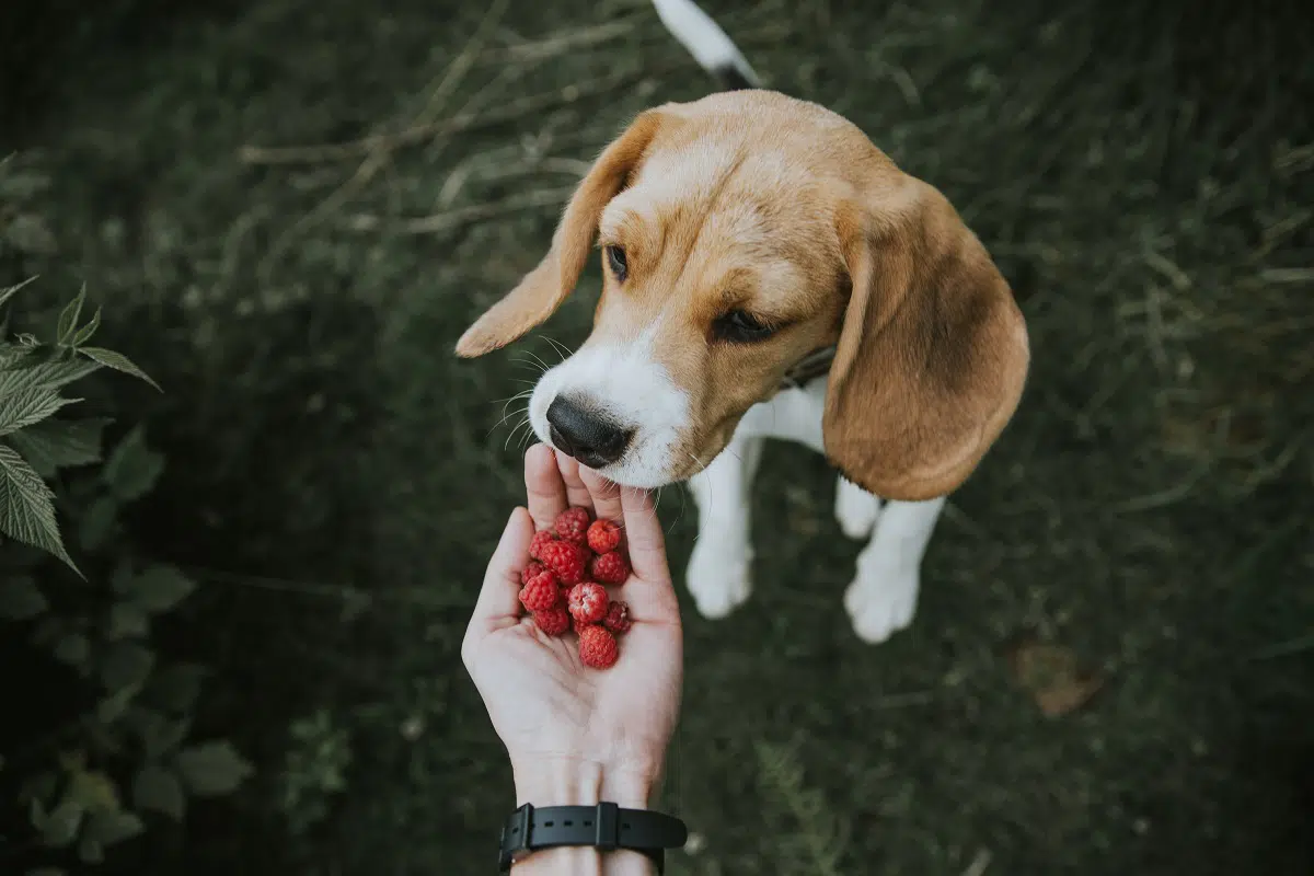 humano oferecendo frutas que cachorro pode comer
