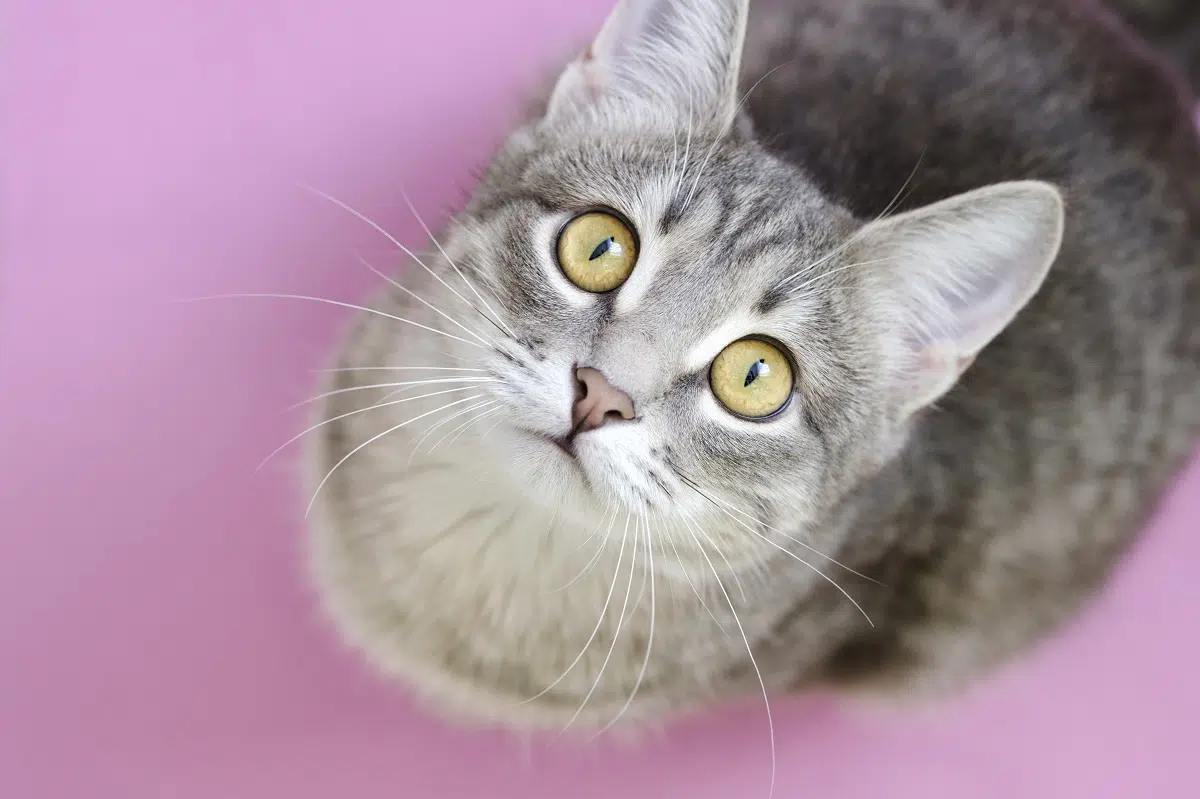 o bigode do gato serve para noção espacial