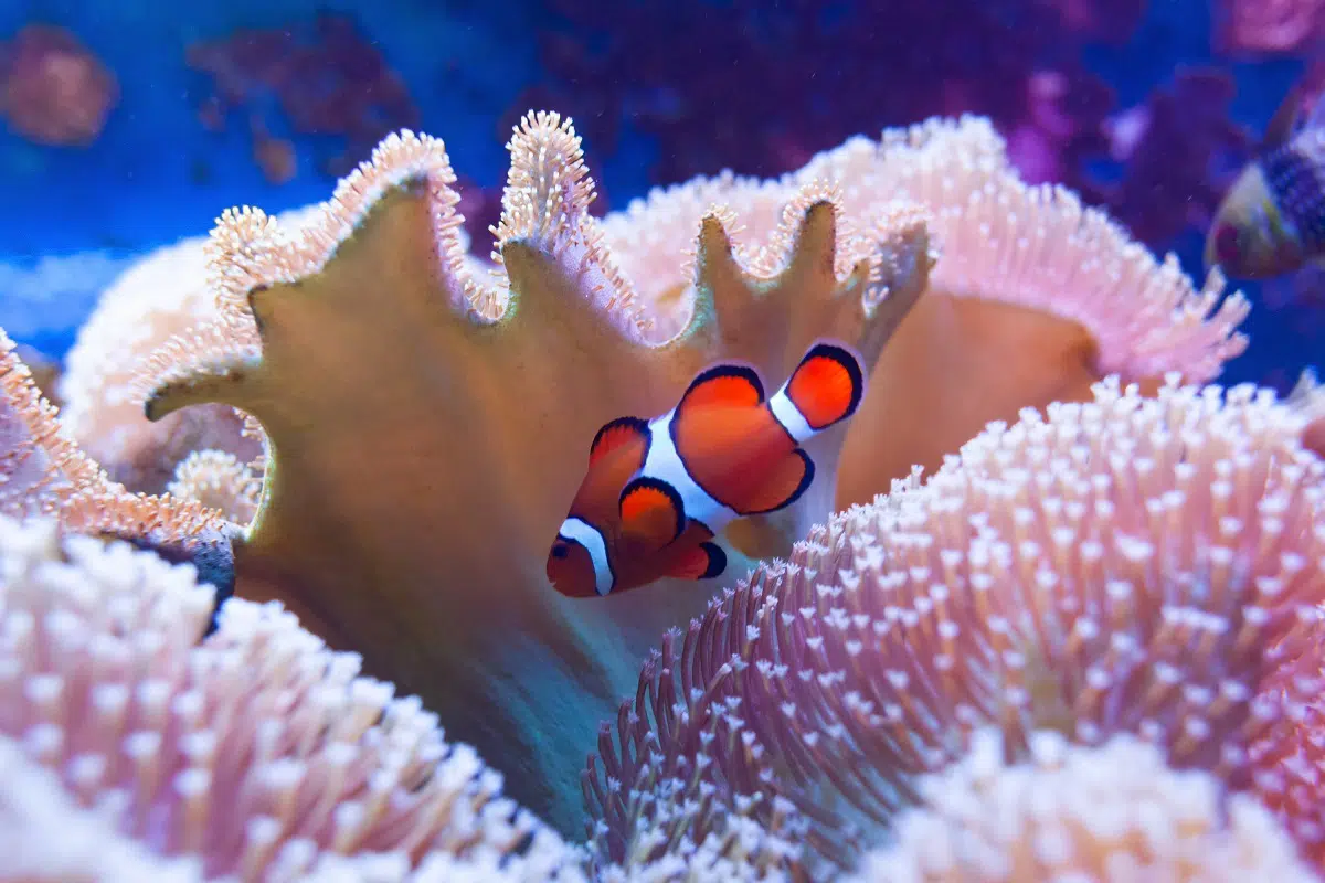 peixe-palhaço faz parte do elenco de procurando nemo