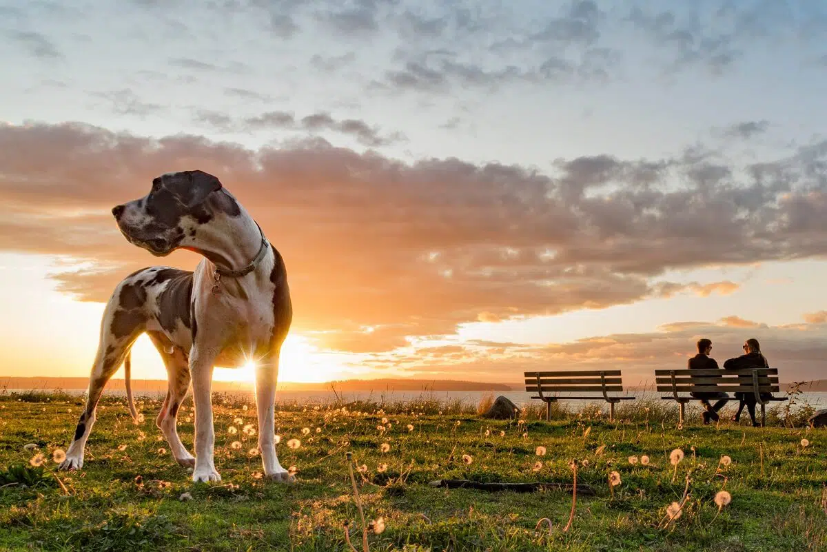 dogue alemão é o maior cachorro do mundo
