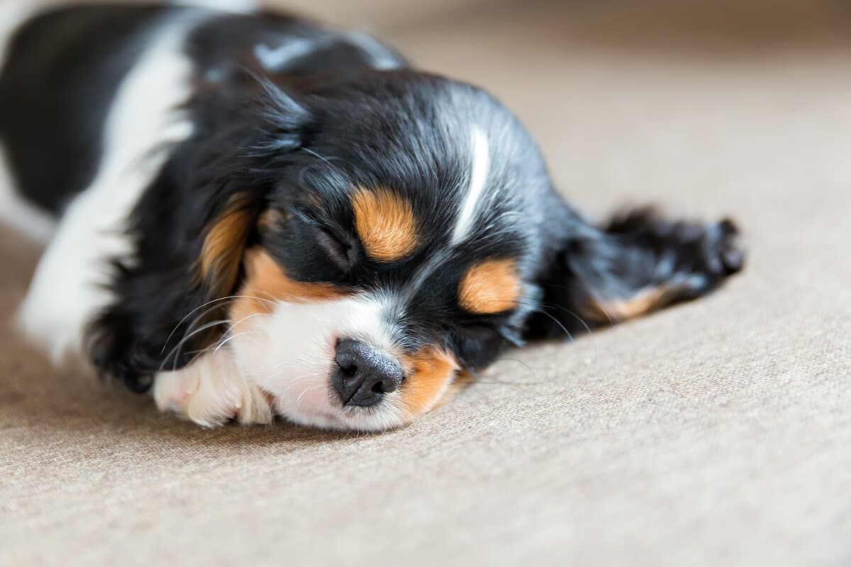 como cuidar de um cachorro filhote