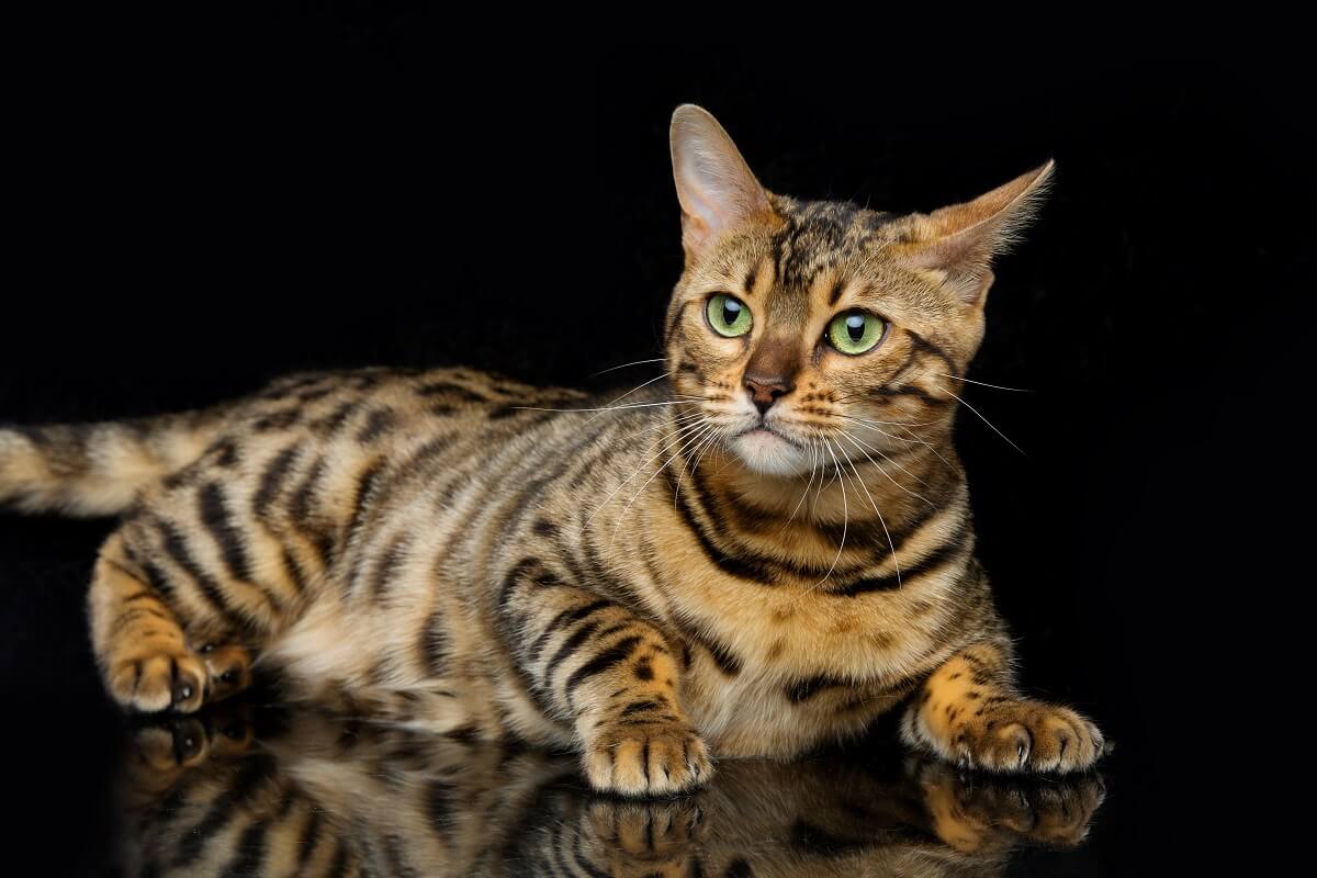 gato bengal deitado