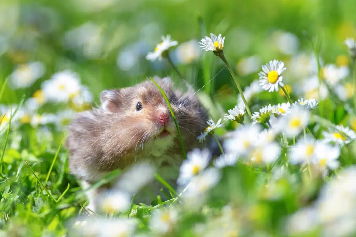 hamster no gramado