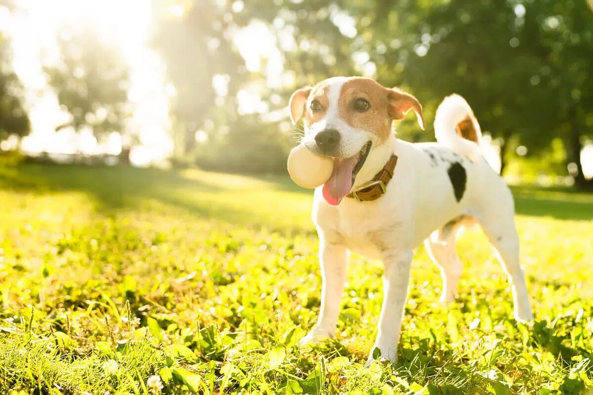 cachorro sem pulgas brincando no gramado