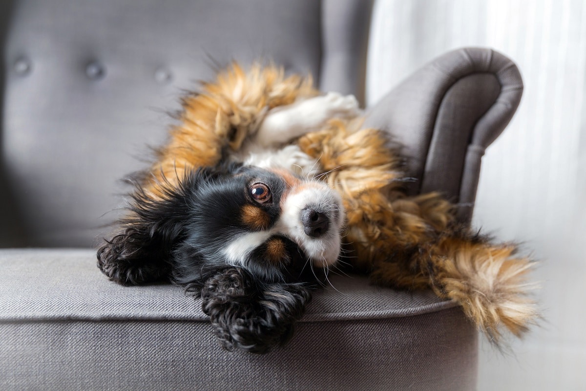 cachorro com queda de pelos
