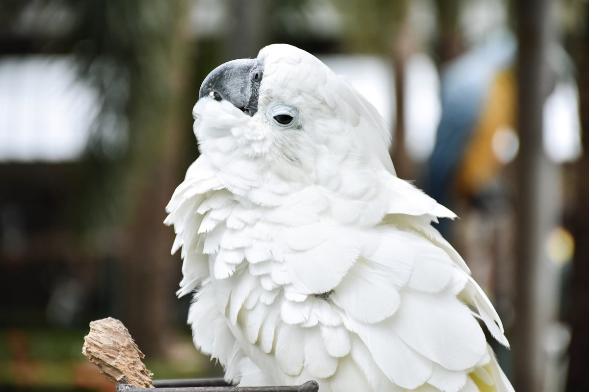 cacatua ao ar livre