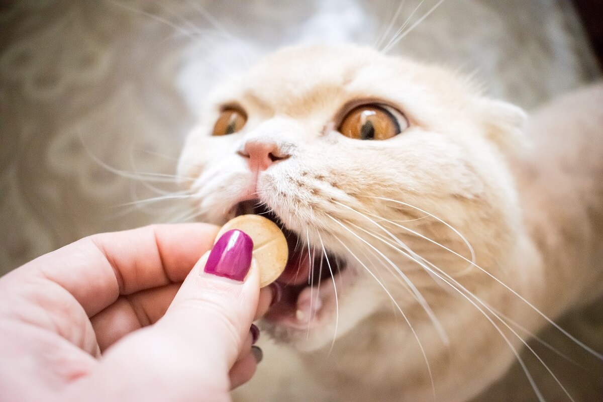 como dar remédio para gato