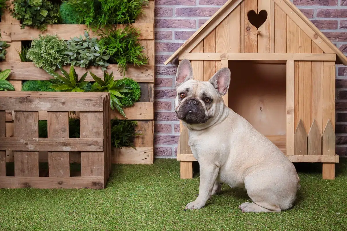 casinha de cachorro decorada