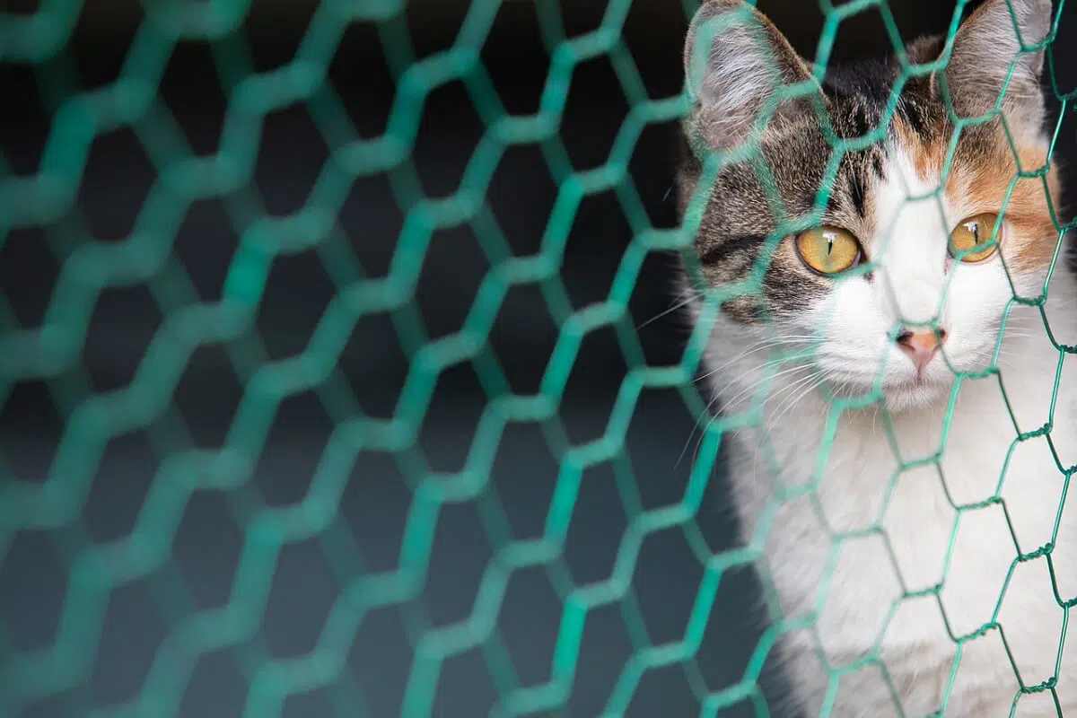 tela de proteção para gatos