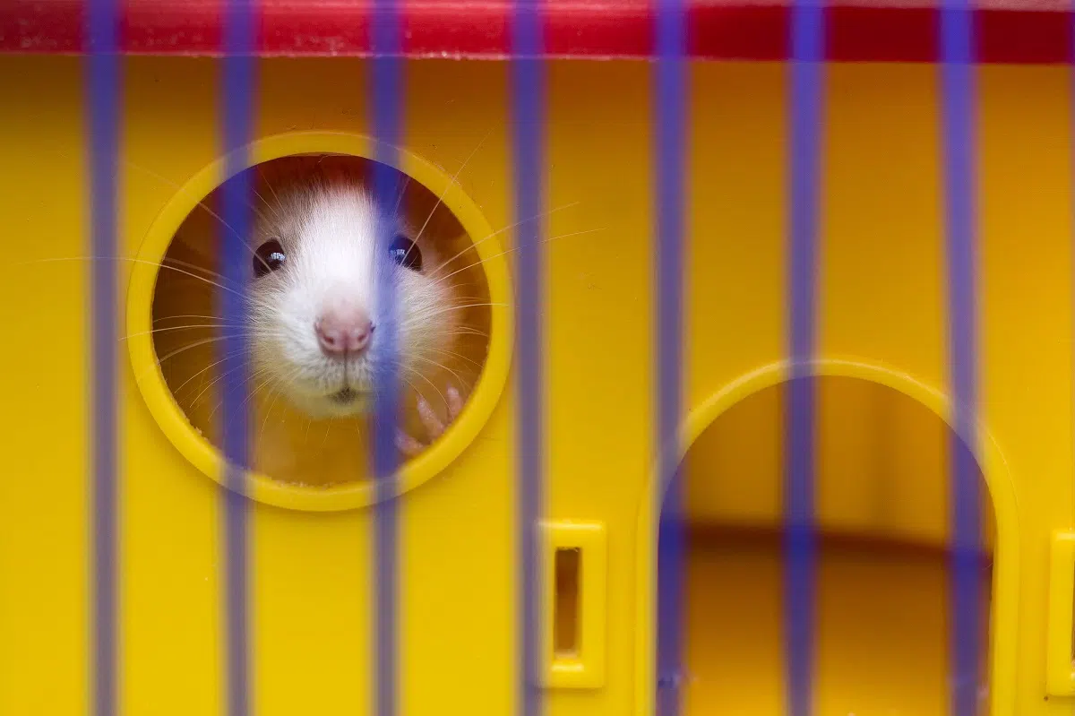 gaiola para hamster