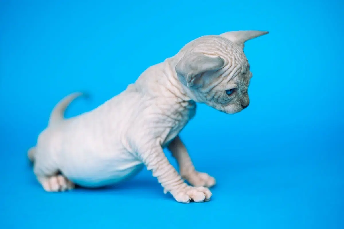 filhote de gato pelado da raça sphynx