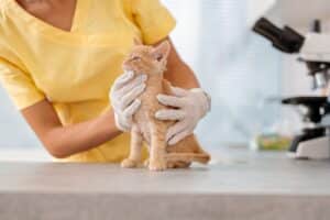 FeLV Felina tratamento 