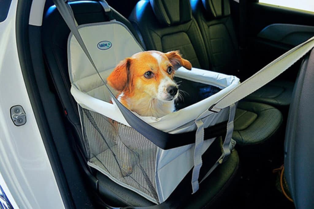 Viajar com pet - cachorro em um assento 