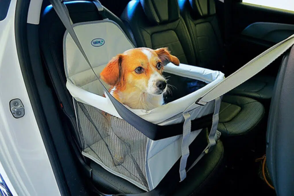 Viajar com pet - cachorro em um assento 