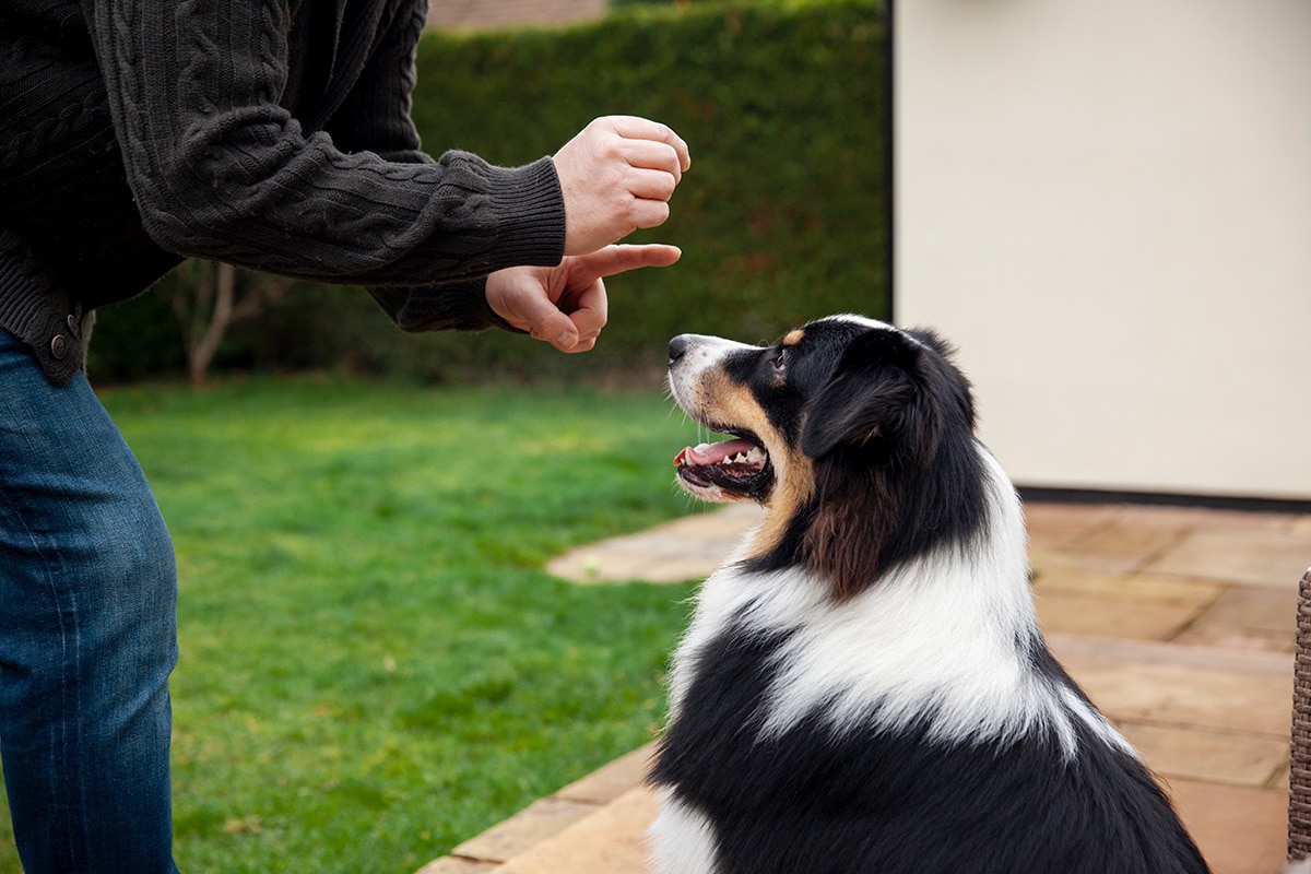 Adestramento de cães