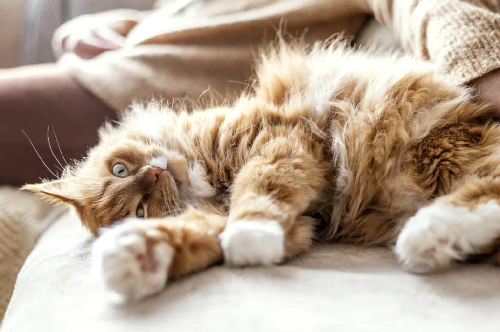 comportamento dos gatos - gato relaxado 