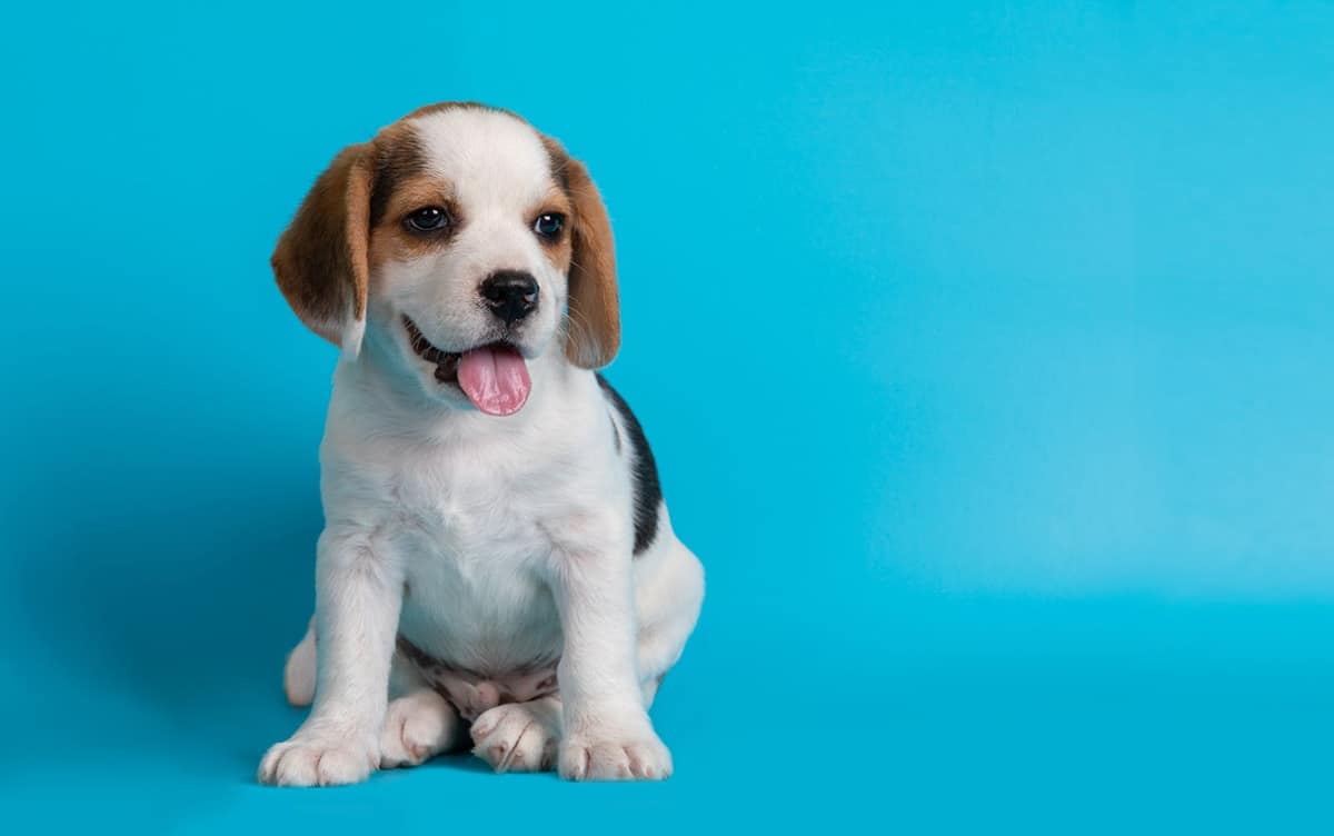 filhote de cachorro