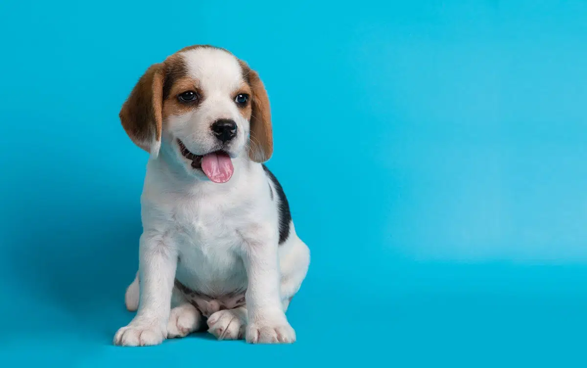 filhote de cachorro