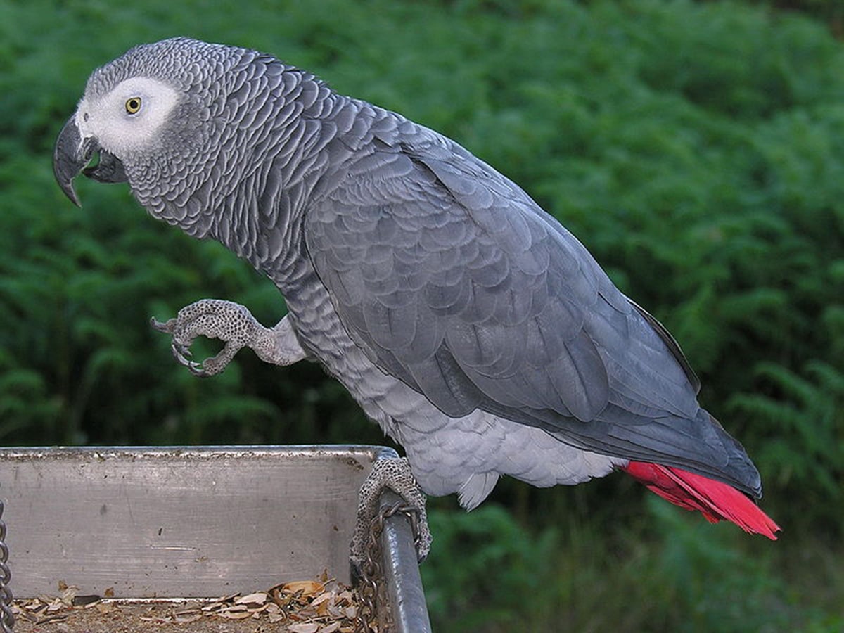 Imagem de um papagaio-do-congo