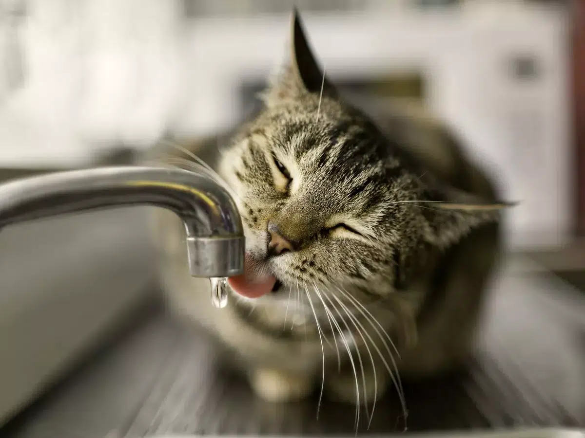 gato bebendo agua