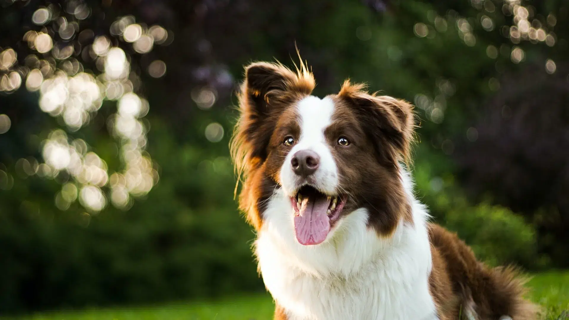 Cachorro esperto