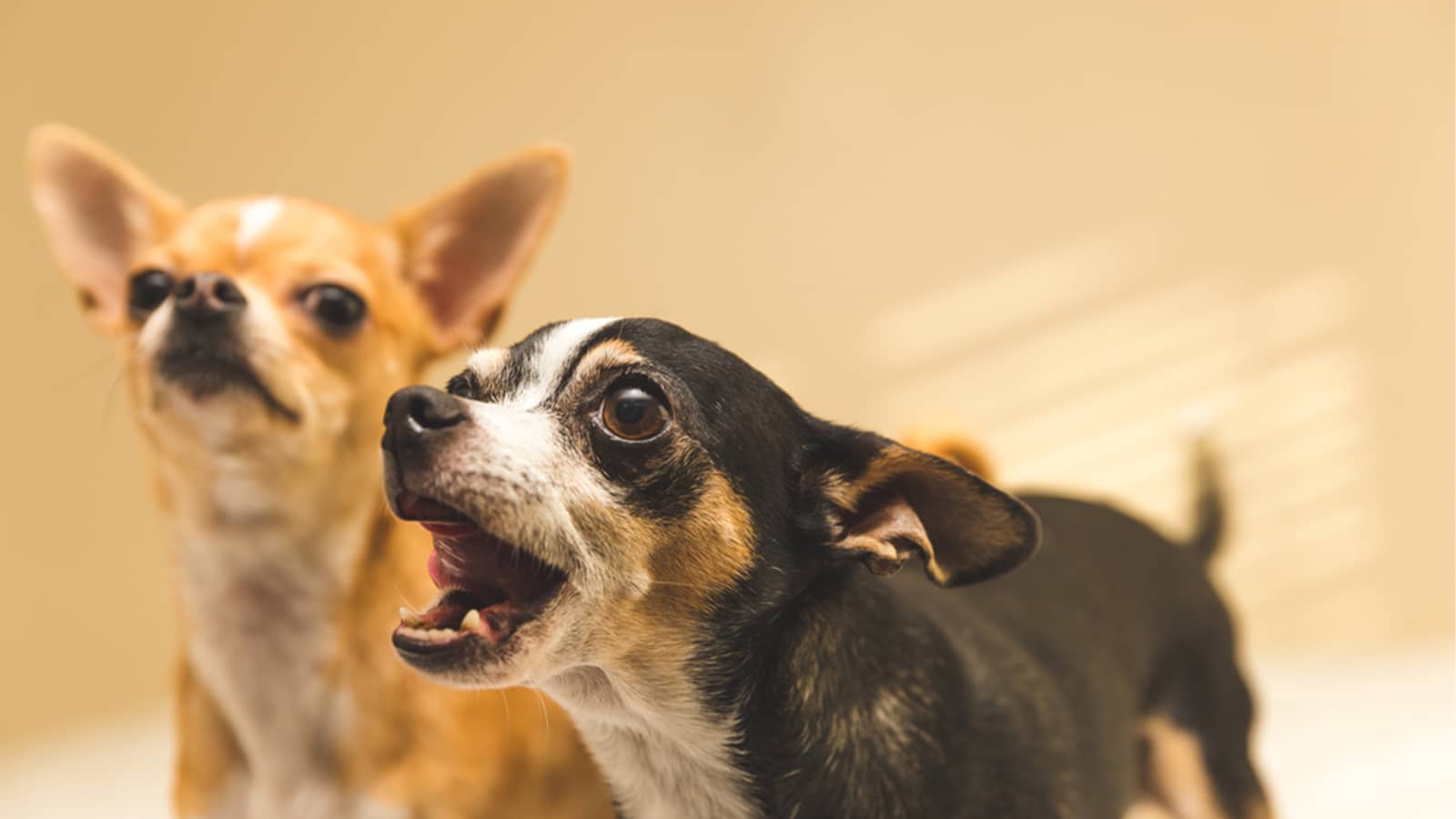 Dogs com raiva