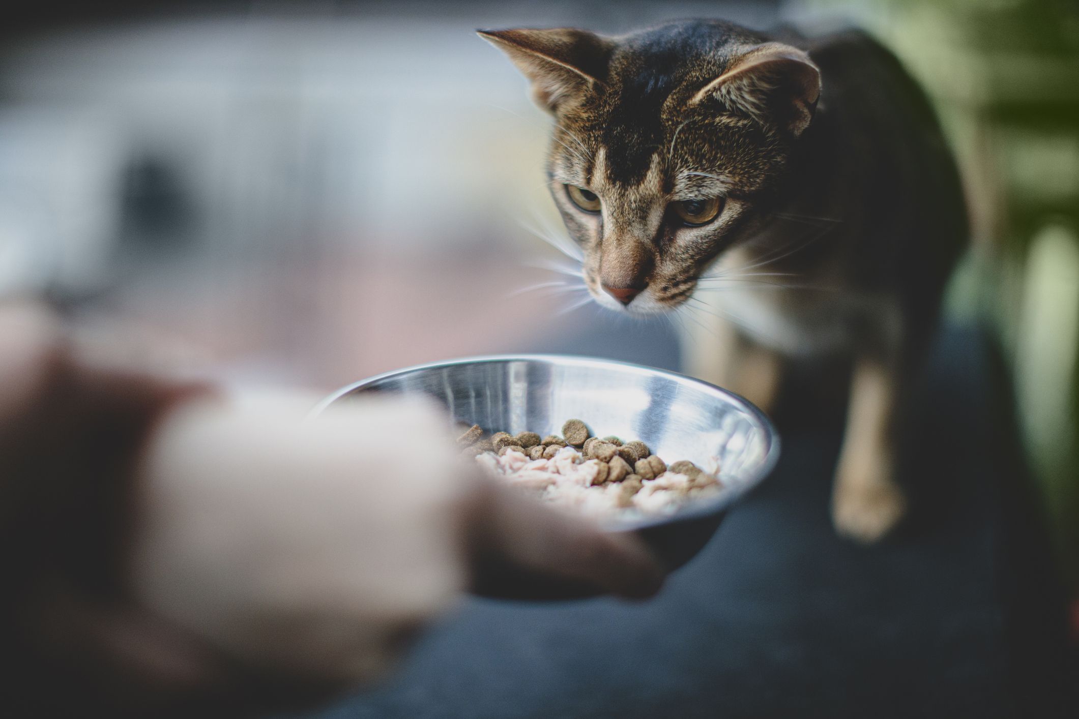 Gato