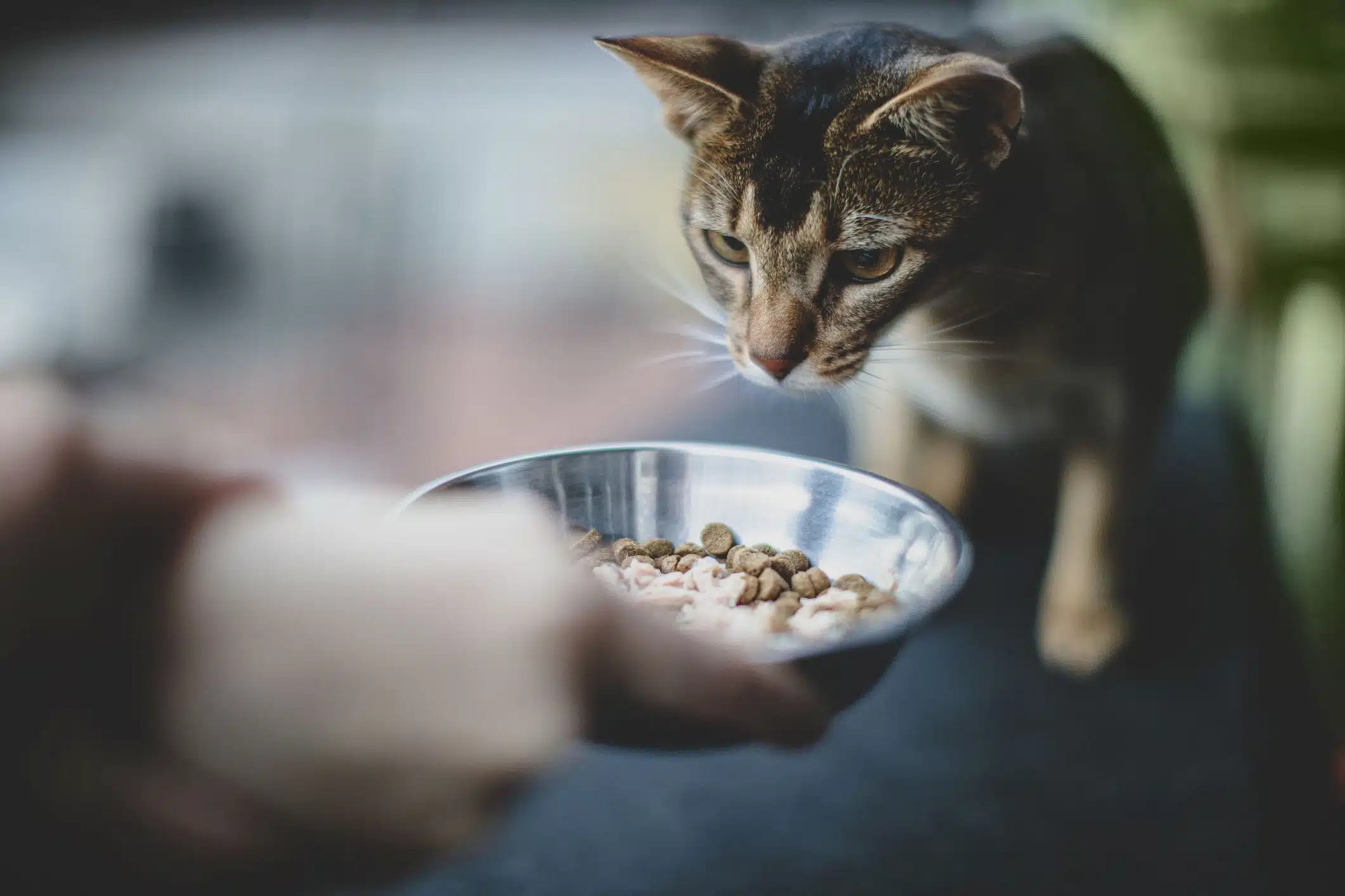 Gato