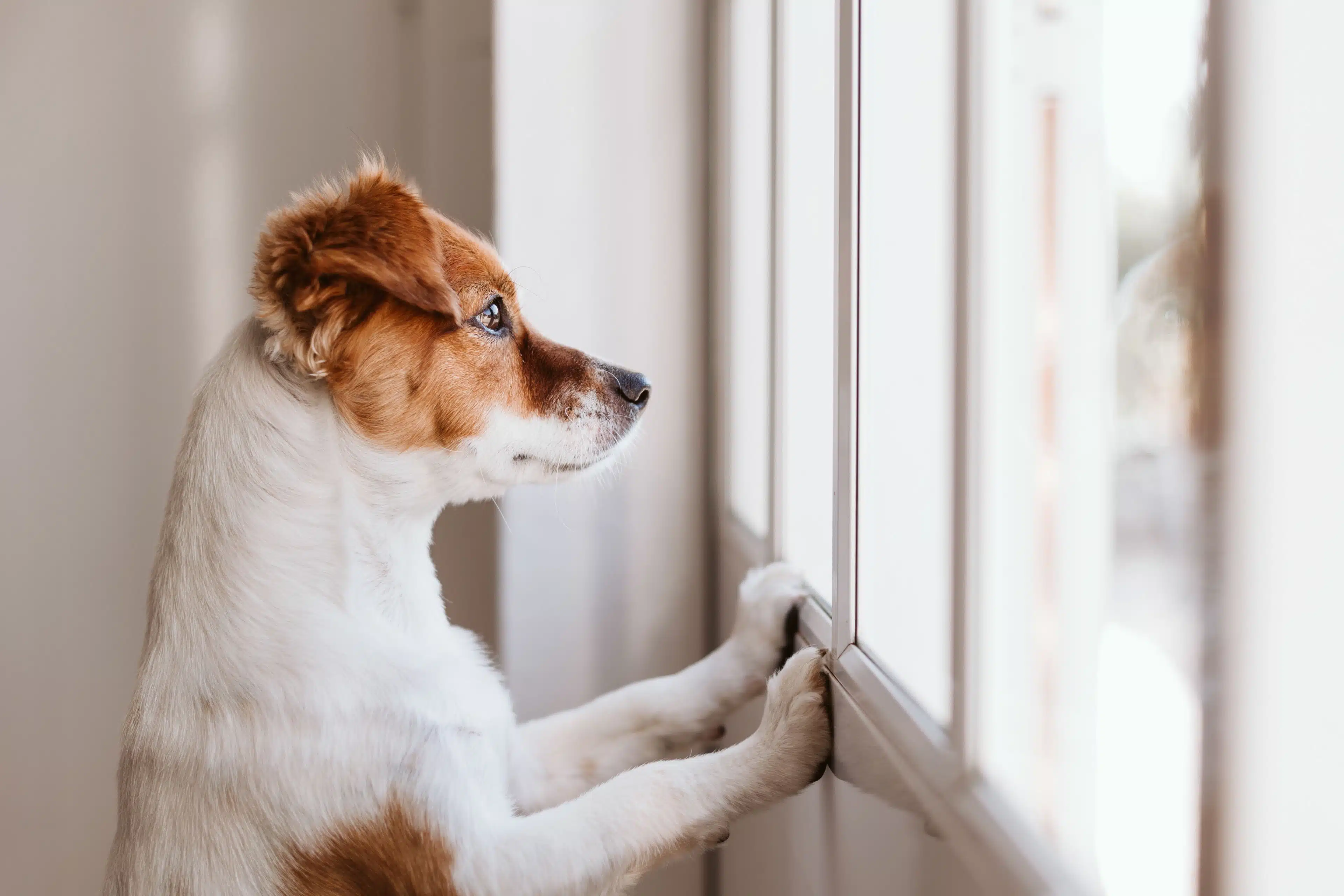 Cachorro triste
